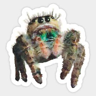 Furry Jumping Spider Sticker